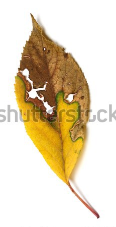 Yellowed dried autumn leaf on white background Stock photo © BSANI