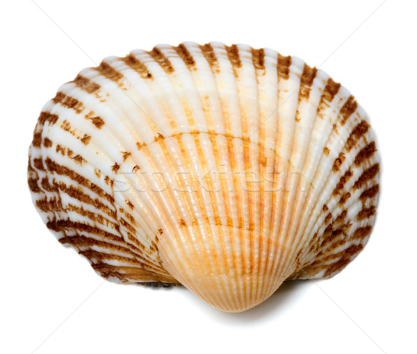 Seashell of anadara Stock photo © BSANI