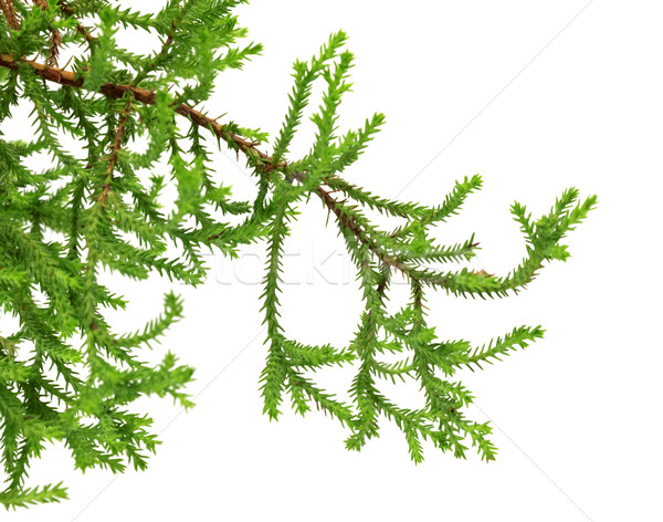 Branch of decorative home Christmas-tree Stock photo © BSANI