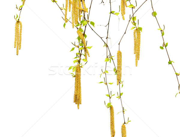 Stock photo: Spring twigs of birch with young green leaves and catkins