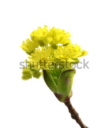 Photo stock: Floraison · printemps · érable · arbre · isolé · blanche