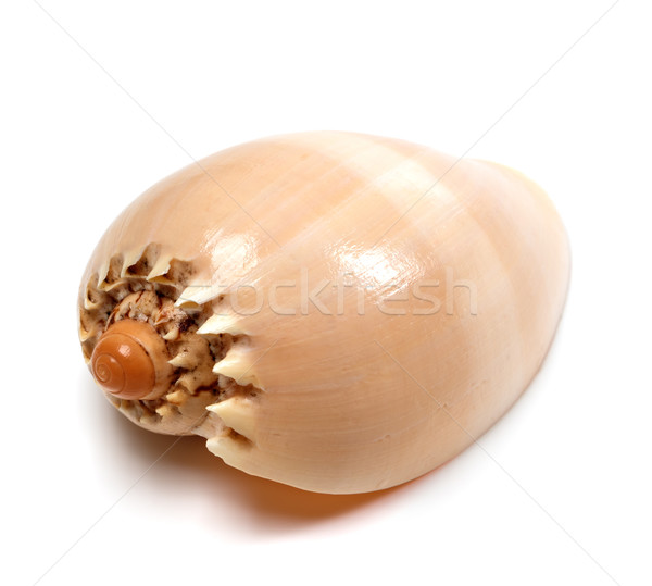 Shell of Cymbiola on white Stock photo © BSANI