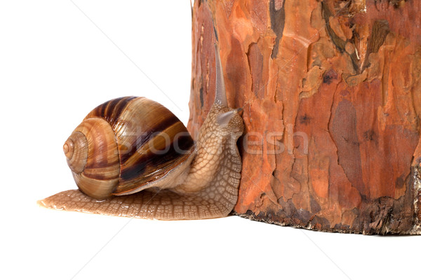 Snail and pine tree Stock photo © BSANI