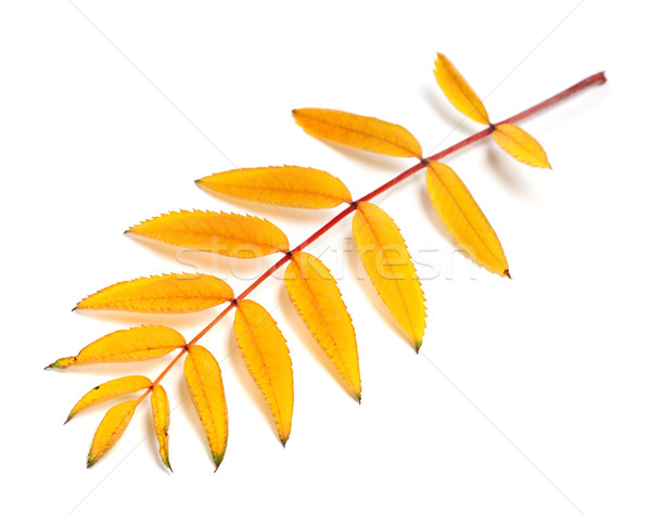 Yellow autumn rowan leaves Stock photo © BSANI