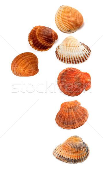 Számnév kagylók izolált fehér víz ír Stock fotó © BSANI