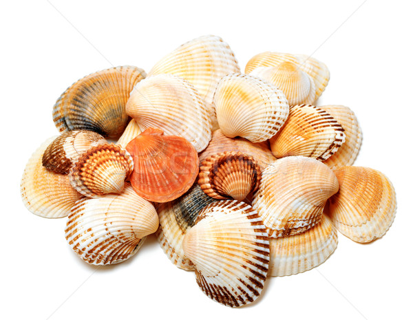 Seashells of anadara and scallop Stock photo © BSANI