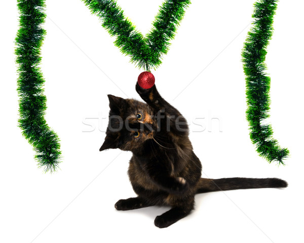 Kitten sitting on its hind legs and playing with a red Christmas Stock photo © BSANI