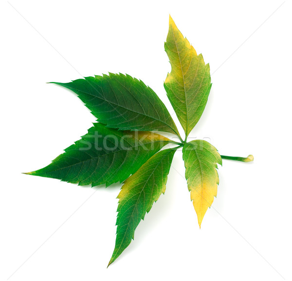 Yellowed grapes leaf Stock photo © BSANI