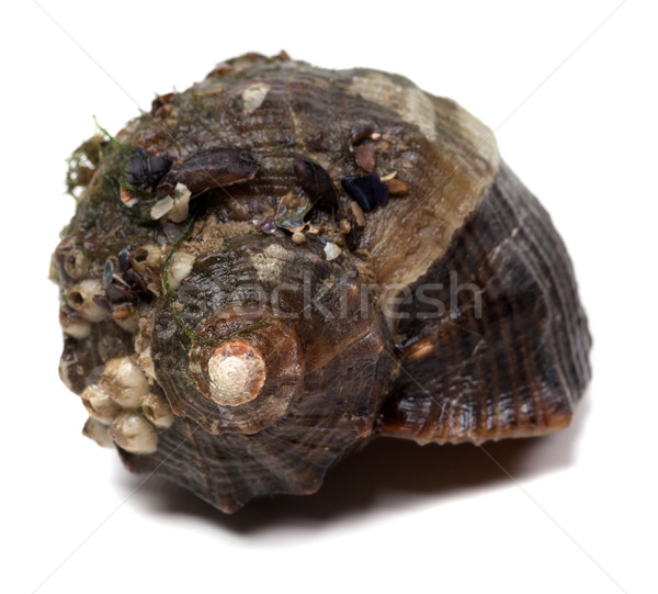 Stock photo: Veined rapa whelk isolated on white background