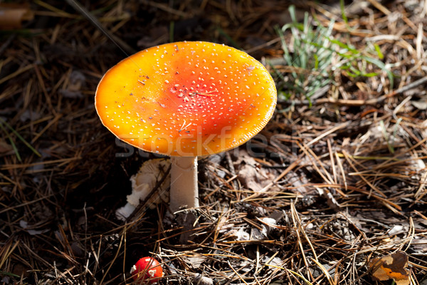 Amanita muscaria mushrooms in dark forest Stock photo © BSANI