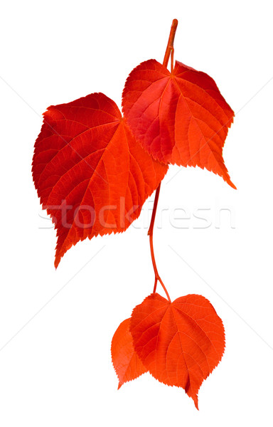 Red linden-tree leafs Stock photo © BSANI