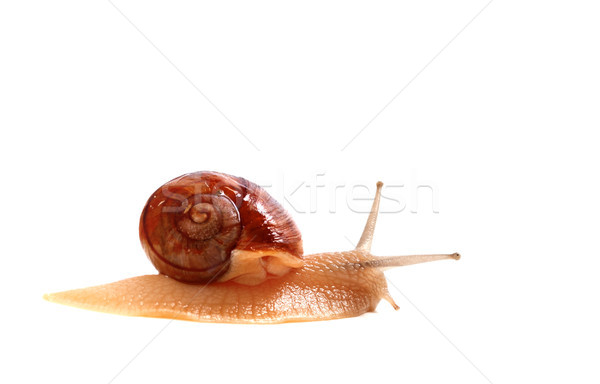 Little snail Stock photo © BSANI