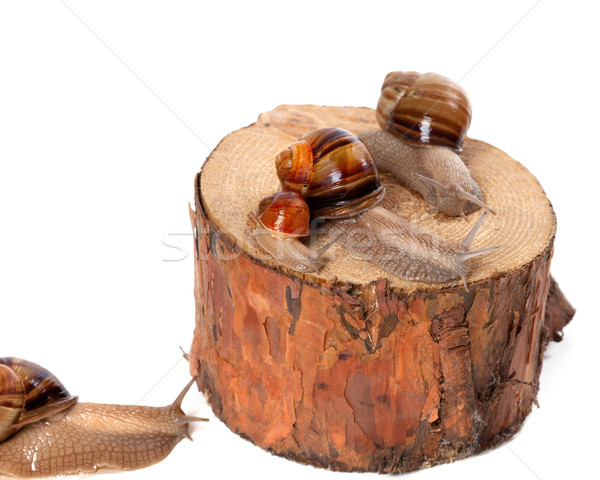 Snails on pine-tree stump Stock photo © BSANI