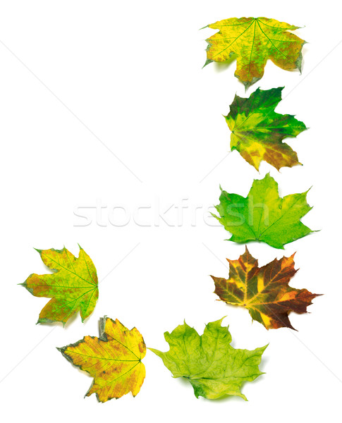 Letter J composed of multicolor maple leafs Stock photo © BSANI