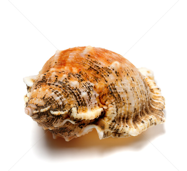 Shell of frog snail (Bursa bubo) Stock photo © BSANI