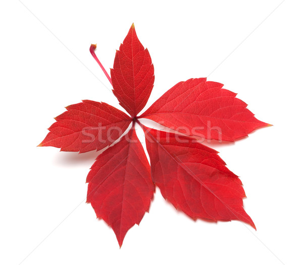 Red autumn virginia creeper leaves Stock photo © BSANI