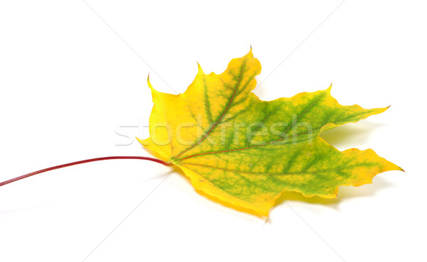 Yellowed autumn maple leaf Stock photo © BSANI