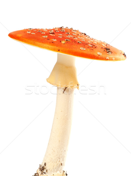 Fly agaric (amanita muscaria) isolated on white background Stock photo © BSANI