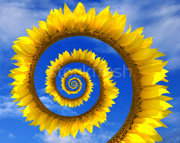 Foto stock: Resumen · girasol · espiral · azul · soleado · cielo