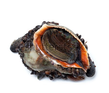 Veined rapa whelk overgrown with mussels Stock photo © BSANI