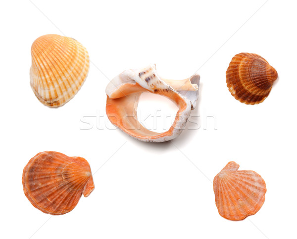 Broken rapana and seashells isolated on white background Stock photo © BSANI