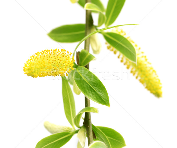 Primavera sauce jóvenes hojas verdes amarillo aislado Foto stock © BSANI