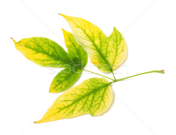 Yellowed autumn leaf Stock photo © BSANI