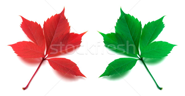 Red and green virginia creeper leaves Stock photo © BSANI