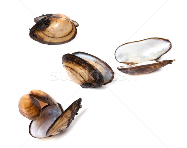 Kagylók izolált fehér tengerpart étel kék Stock fotó © BSANI
