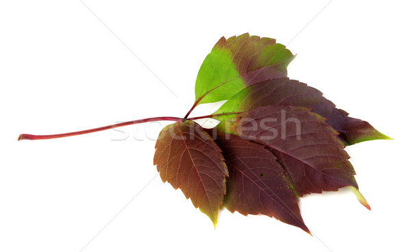 [[stock_photo]]: Automne · Virginie · feuille · feuillage · isolé · blanche