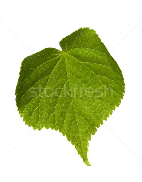 Green tilia leaf Stock photo © BSANI