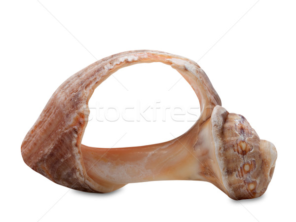 Broken rapana shell Stock photo © BSANI
