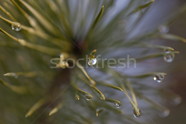 Water drop on pine-needle Stock photo © BSANI