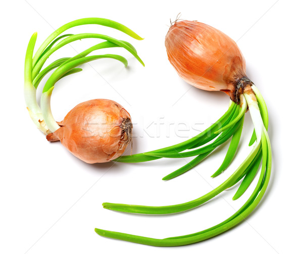 Two spring onions (Allium cepa) Stock photo © BSANI