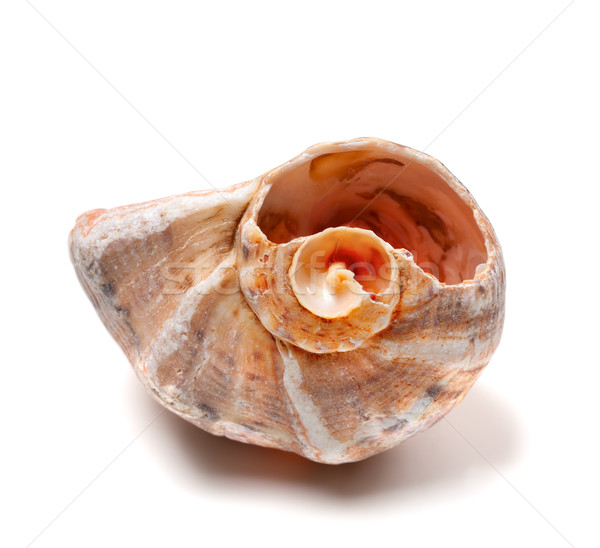 Stock photo: Rapana shell isolated on white background