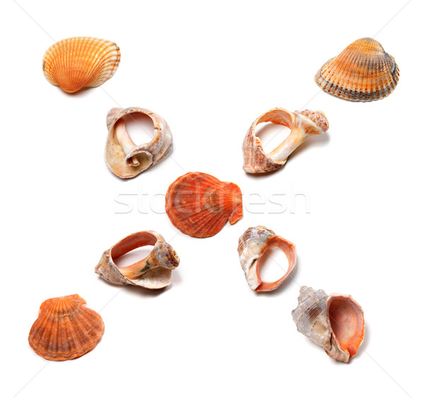 Letter X composed of seashells Stock photo © BSANI