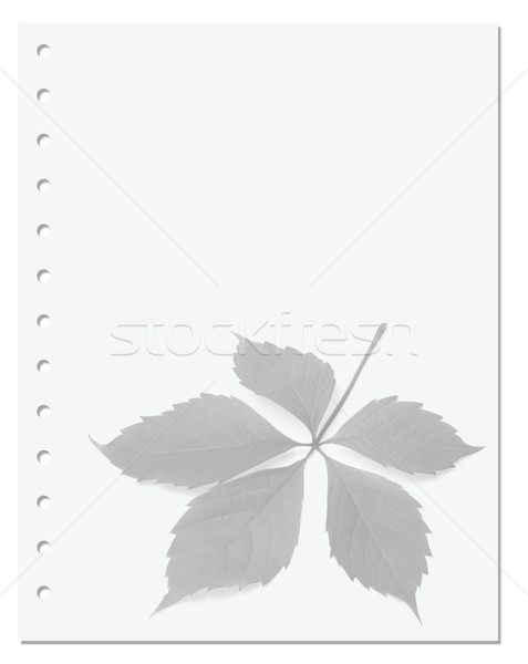 Notebook paper with virginia creeper leaf Stock photo © BSANI