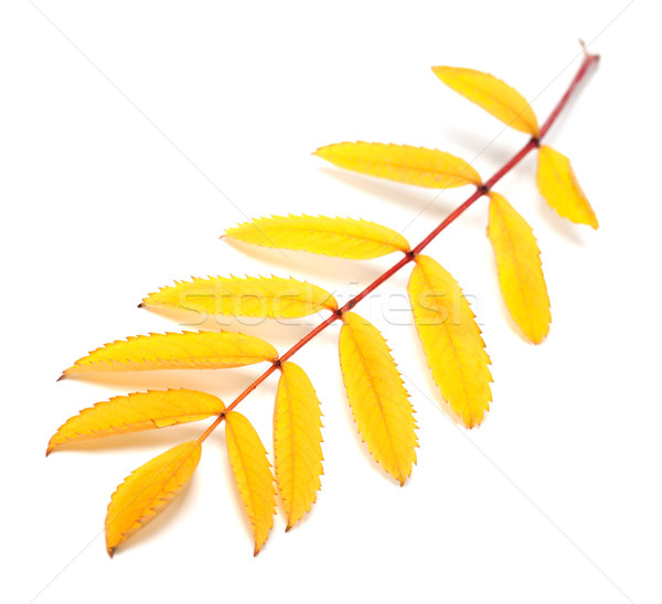 Yellow autumn rowan leaf on white background Stock photo © BSANI
