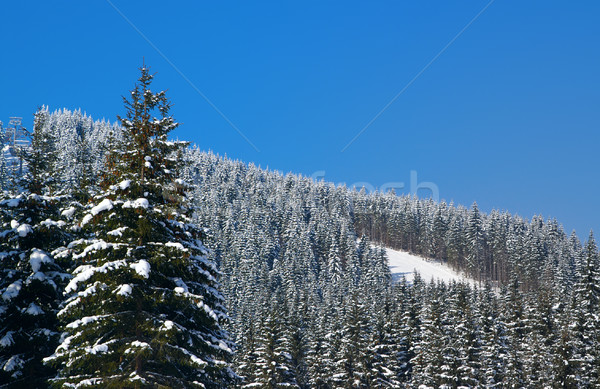 Sci resort foresta sport natura neve Foto d'archivio © BSANI