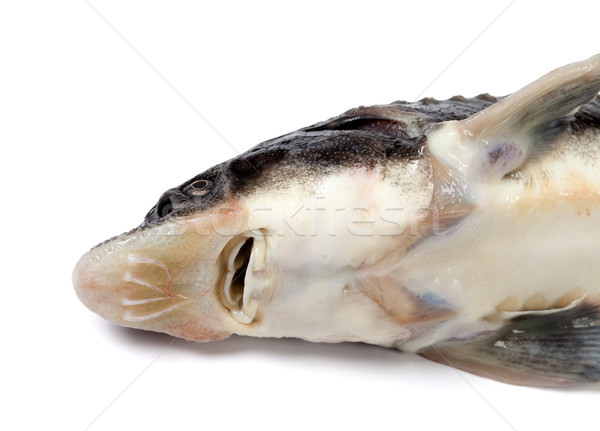 Head of dead sterlet fish on white background Stock photo © BSANI