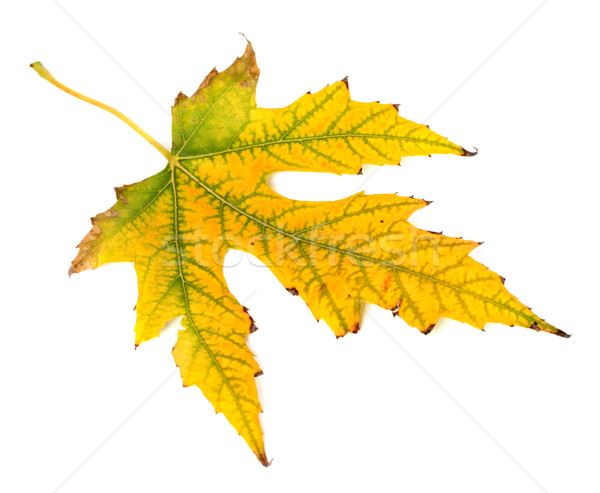 Yellowed autumn leaf on white background Stock photo © BSANI