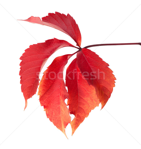 Red autumn virginia creeper leaves Stock photo © BSANI