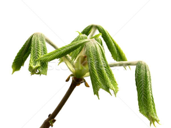 Spring twigs of horse chestnut tree with young green leaves Stock photo © BSANI