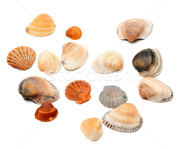 Kagylók izolált fehér tengerpart terv háttér Stock fotó © BSANI