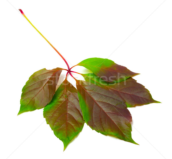 Multicolor virginia creeper leaf (Parthenocissus quinquefolia fo Stock photo © BSANI