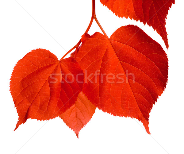 Red linden-tree leafs Stock photo © BSANI