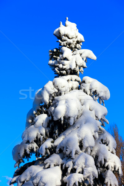 Winter snowy fir Stock photo © BSANI