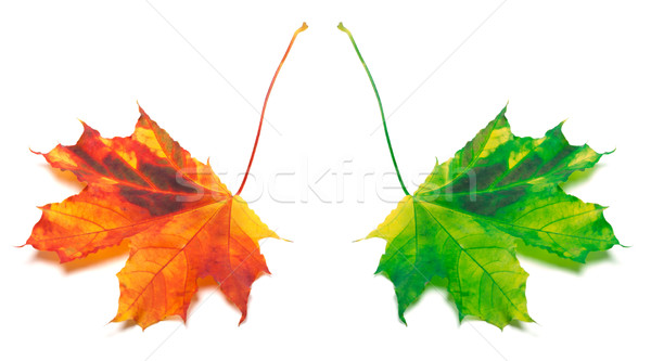 Orange and green yellowed maple-leaf Stock photo © BSANI