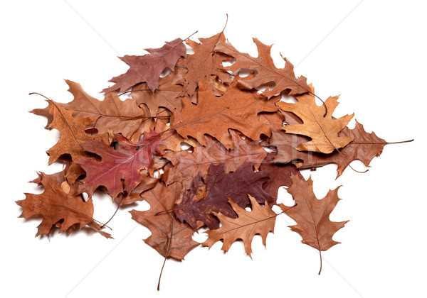 Autumn dried leafs of oak Stock photo © BSANI
