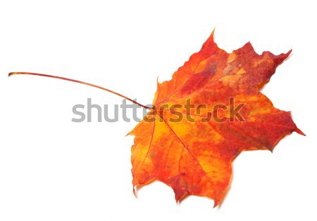 Autumn maple leaf Stock photo © BSANI